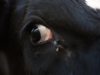 Cows eye