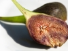 First fig