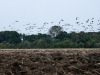 A flock of lapwings