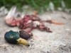 Dead duck 1